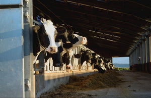 The Benefits Of Using Silicone Dairy Tubes In The Dairy Industry